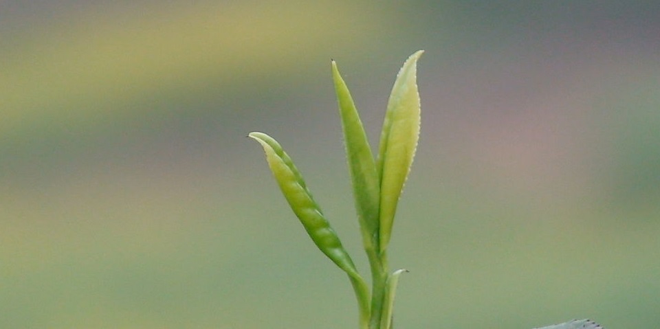 龙井小芽