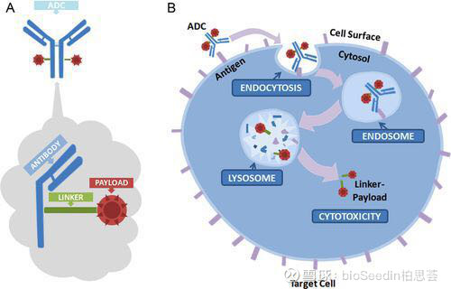 吉利德 210 亿美元收购抗癌药公司 Immunomedics