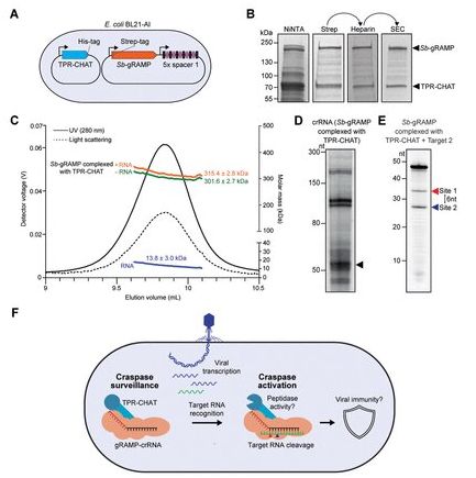 2021年9月CRISPR/Cas最新研究