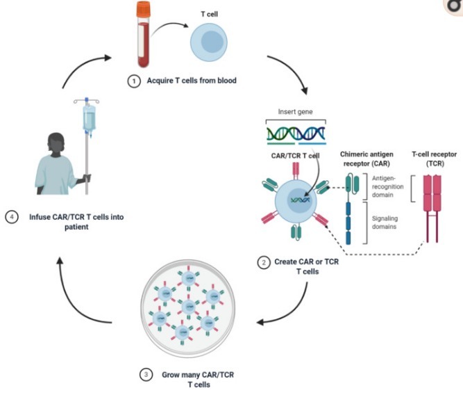 科学家利用CD19和CD22双靶点CAR-T细胞治疗复发性或难治性B细胞恶性肿瘤