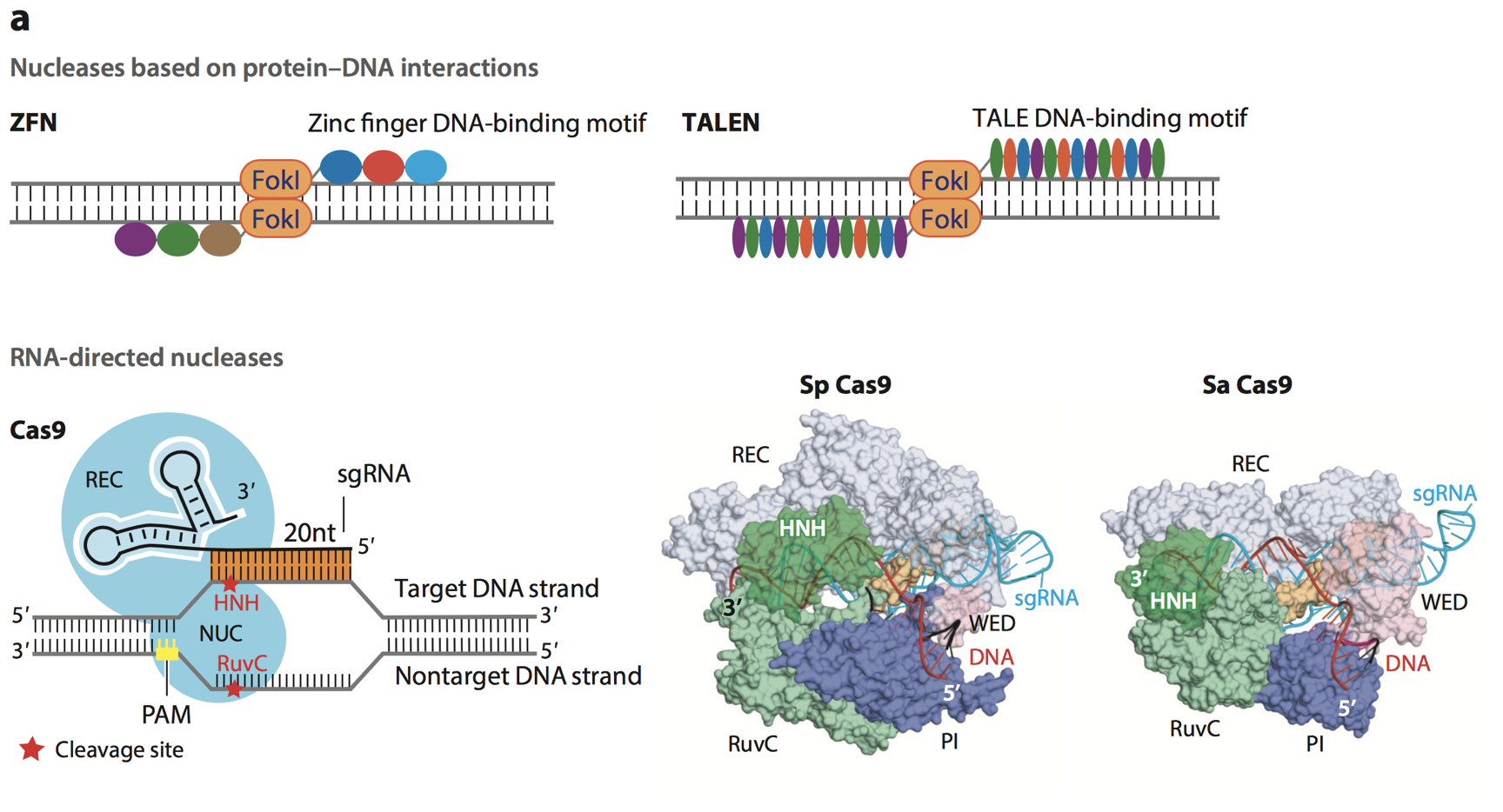 Gene Editing